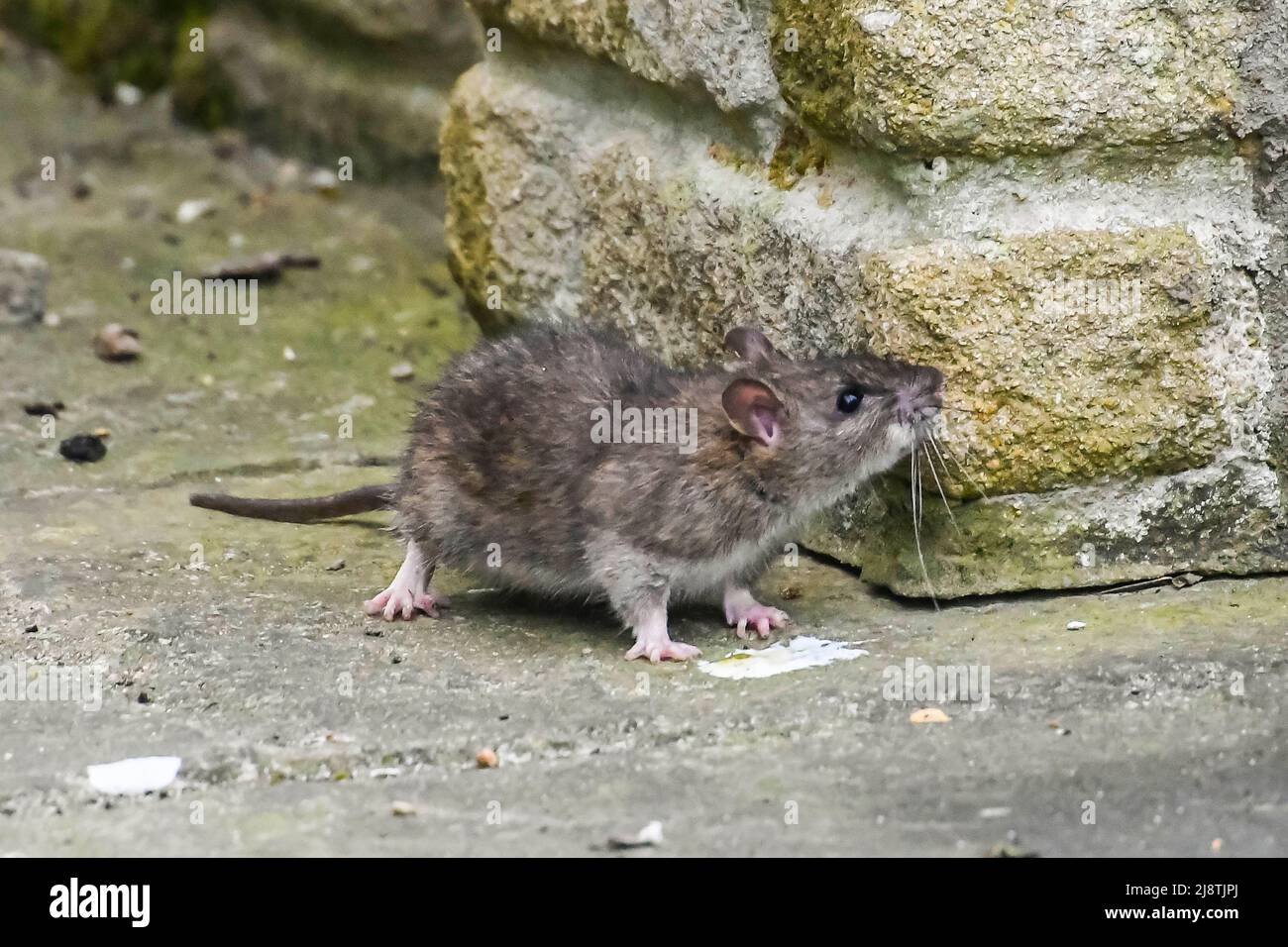 Un ratto marrone - Rattus norvegicus su un patio in cerca di cibo caduto da un alimentatore di uccelli. Foto di credito: Graham Hunt/Alamy Foto Stock
