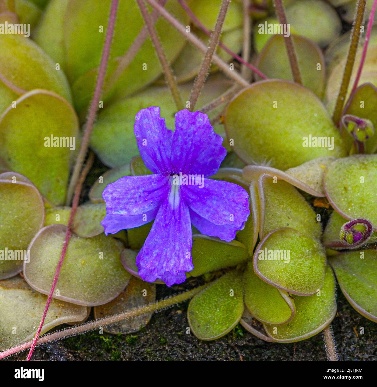 Fiore e foglie di un'erba del Butterwort messicana (Pinguecula Pinguicula Rectifolia). Giardino Botanico, KIT Karlsruhe, Germania, Europa Foto Stock