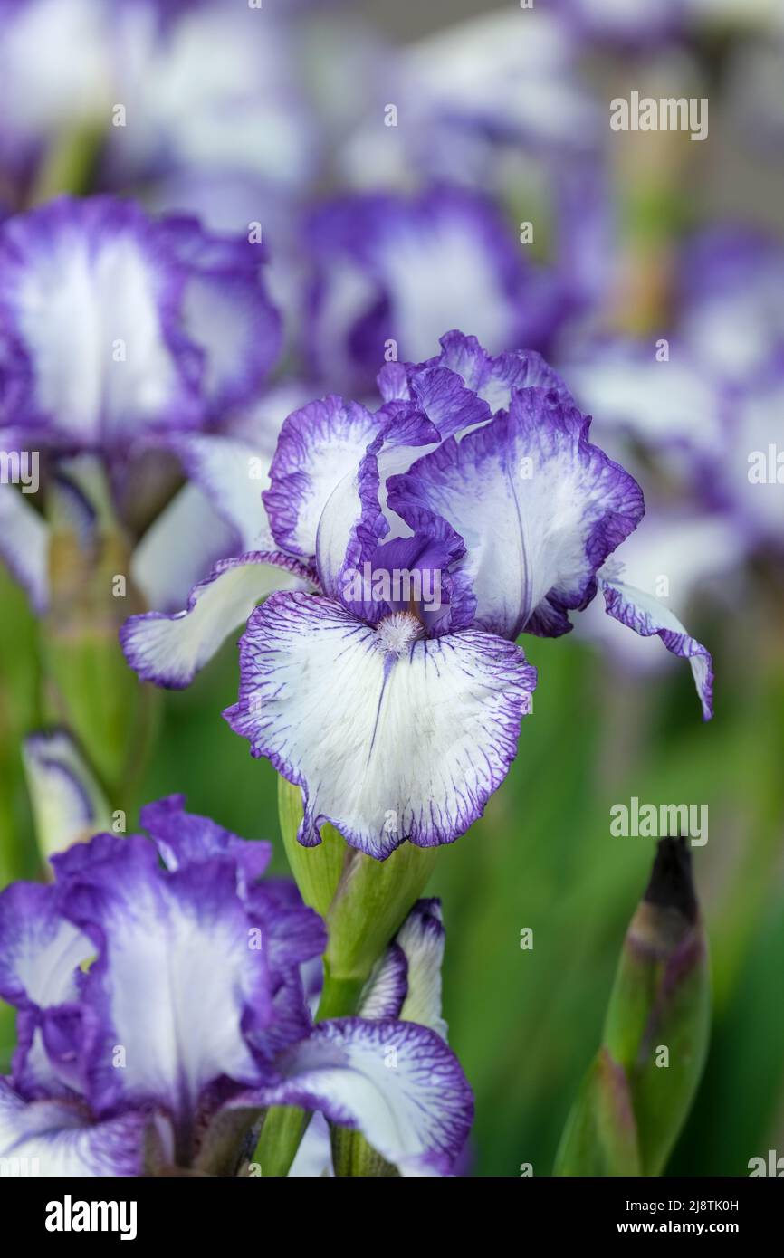 Bearded Iris 'Bold Print'. Standard bianchi e cadute con volant, margine blu-viola, barba blu chiaro. Foto Stock