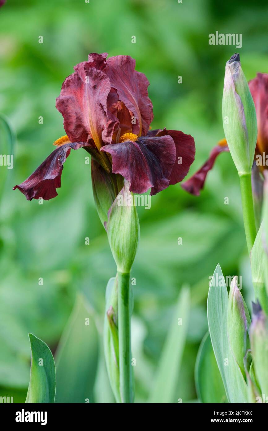 Intermedia Bearded Iris rosso Zinger, vino Borgogna fiori colorati in primavera Foto Stock