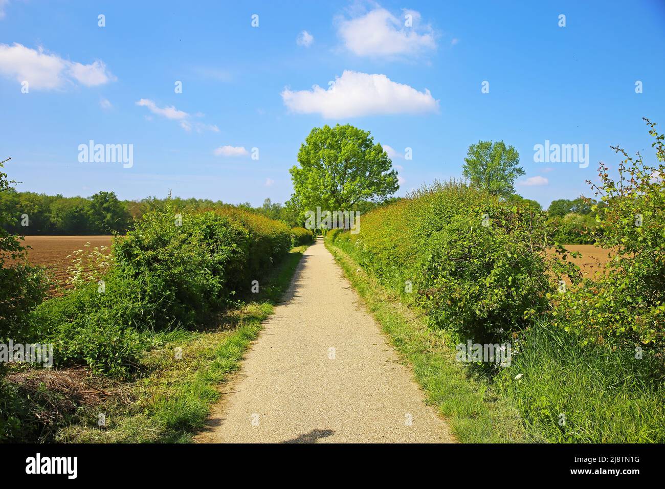 Bel paesaggio olandese, percorso ciclabile vuoto tra siepi verdi in campagna, cielo di primavera blu - Riserva della biosfera di Maasheggen, Paesi Bassi Foto Stock