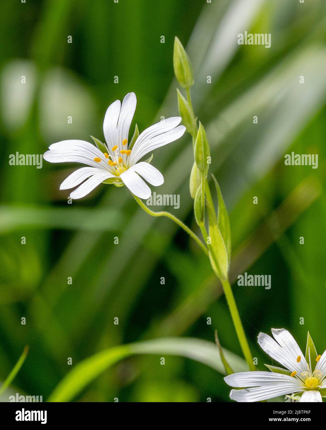 Fiore singolo di Stellaria holostea maggiore Stellchwort con petali divisi che assomigliano ai punti dell'ago - Someret UK Foto Stock