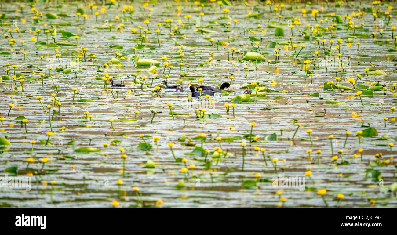 Famiglia Coot tra le acque gialle Lily Nuphar lutea che copre la superficie di un grande lago poco profondo a Shapwick Heath sui livelli del Somerset UK Foto Stock