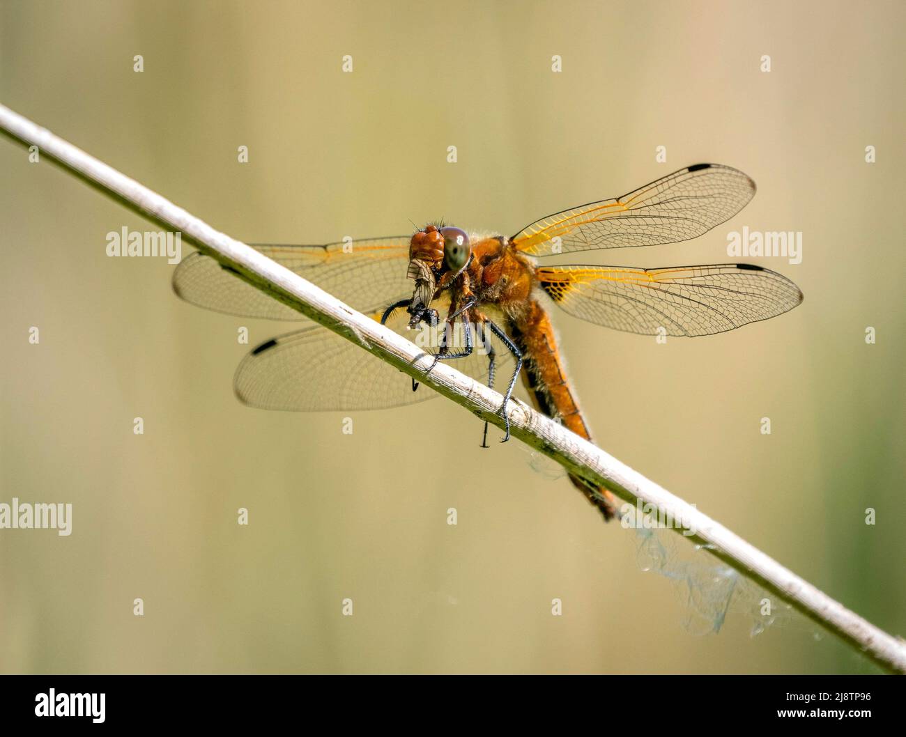 Maschio immaturo scarce Chaser dragonfly Libellulla fulva mangiare preda insetto su un gambo di canna a Shapwick Heath sul Somerset livelli UK Foto Stock