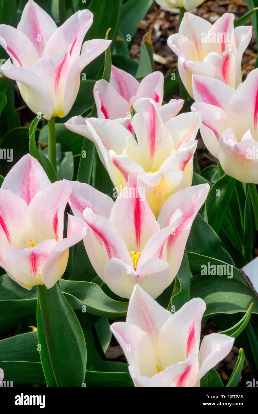 Tulipani 'Holland Chic' tulipano rosa bianco Foto Stock
