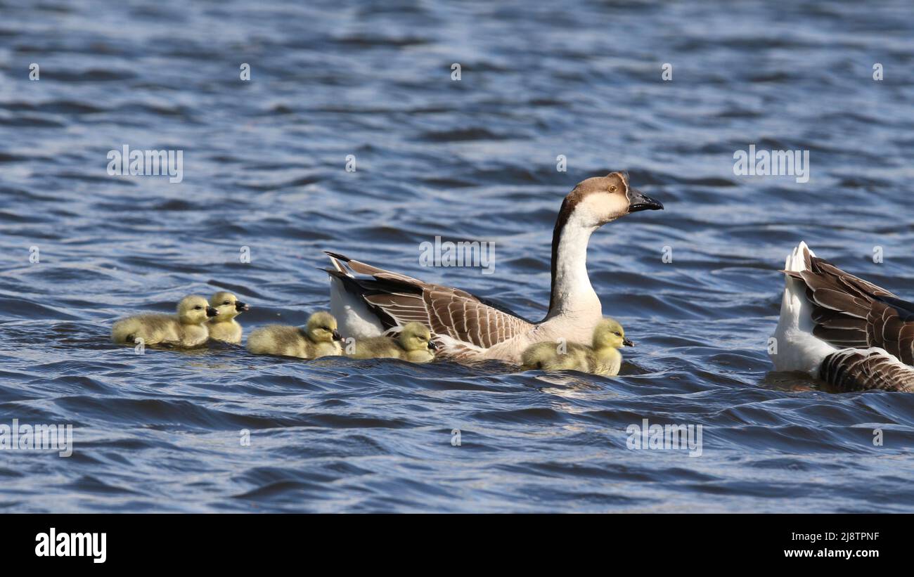 Cignoides in oca cigno Anser con famiglia di passerelle che nuotano su un lago in primavera Foto Stock