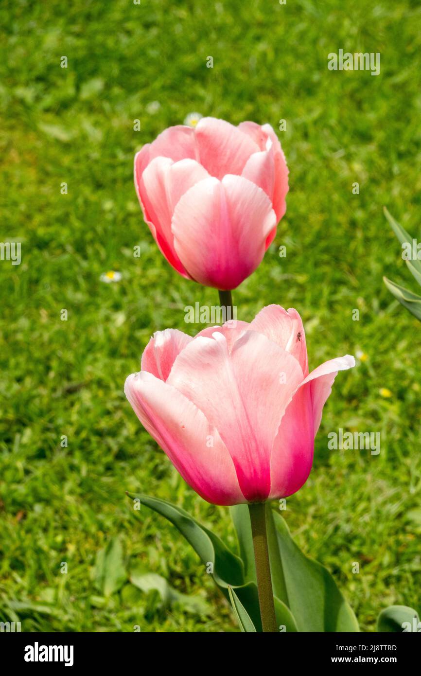 Darwin Hybrid Group, Tulipa 'Apricot Impression', Pink Salmon Colors, Color, Tulipani, Tulipano Foto Stock