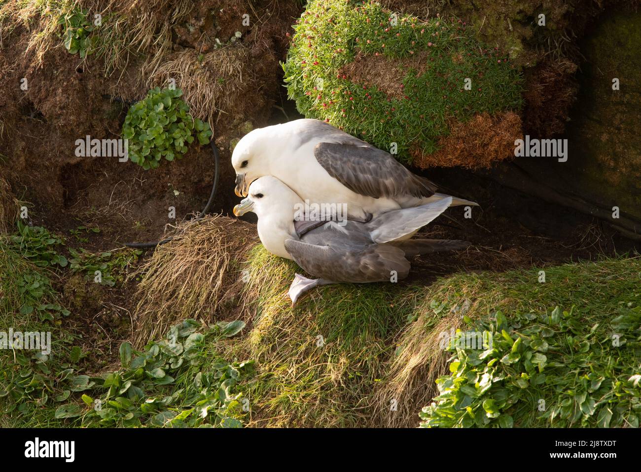 Fulmars combacing on Cliff face (Fulmarus glacialis) - Dunnett Head, Scozia, Regno Unito Foto Stock