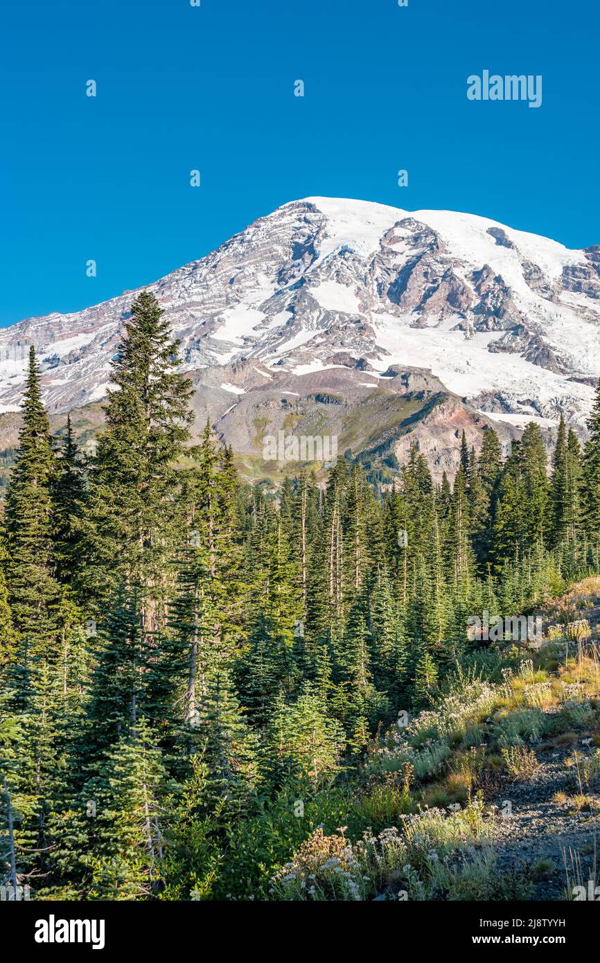 Vista del Monte Rainier da Paradise, del Mount Rainier National Park, Washington state, USA Foto Stock
