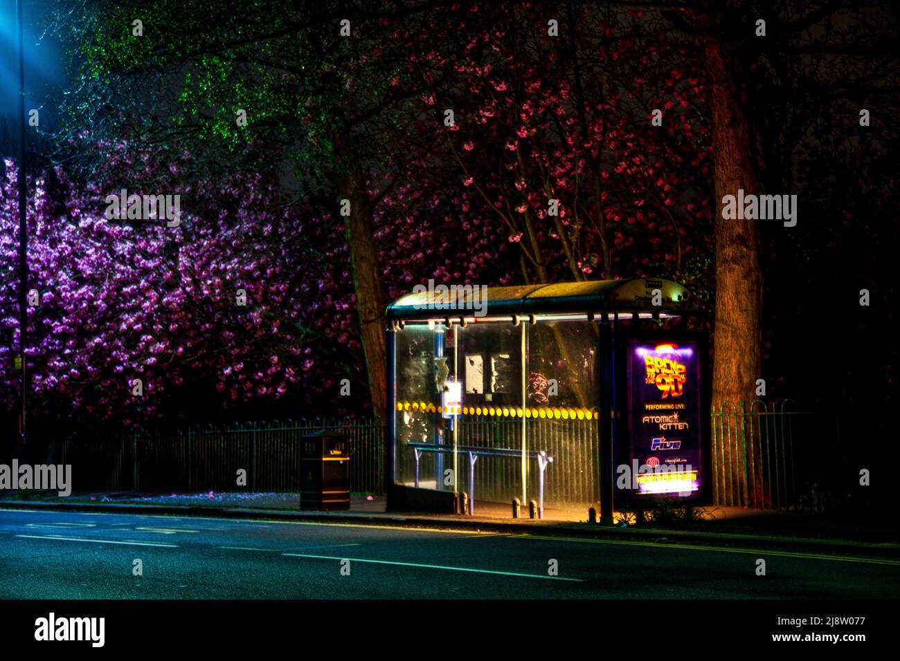 albero rosa ciliegia fiore e riparo autobus in strada strada strada della città di notte nel buio Foto Stock