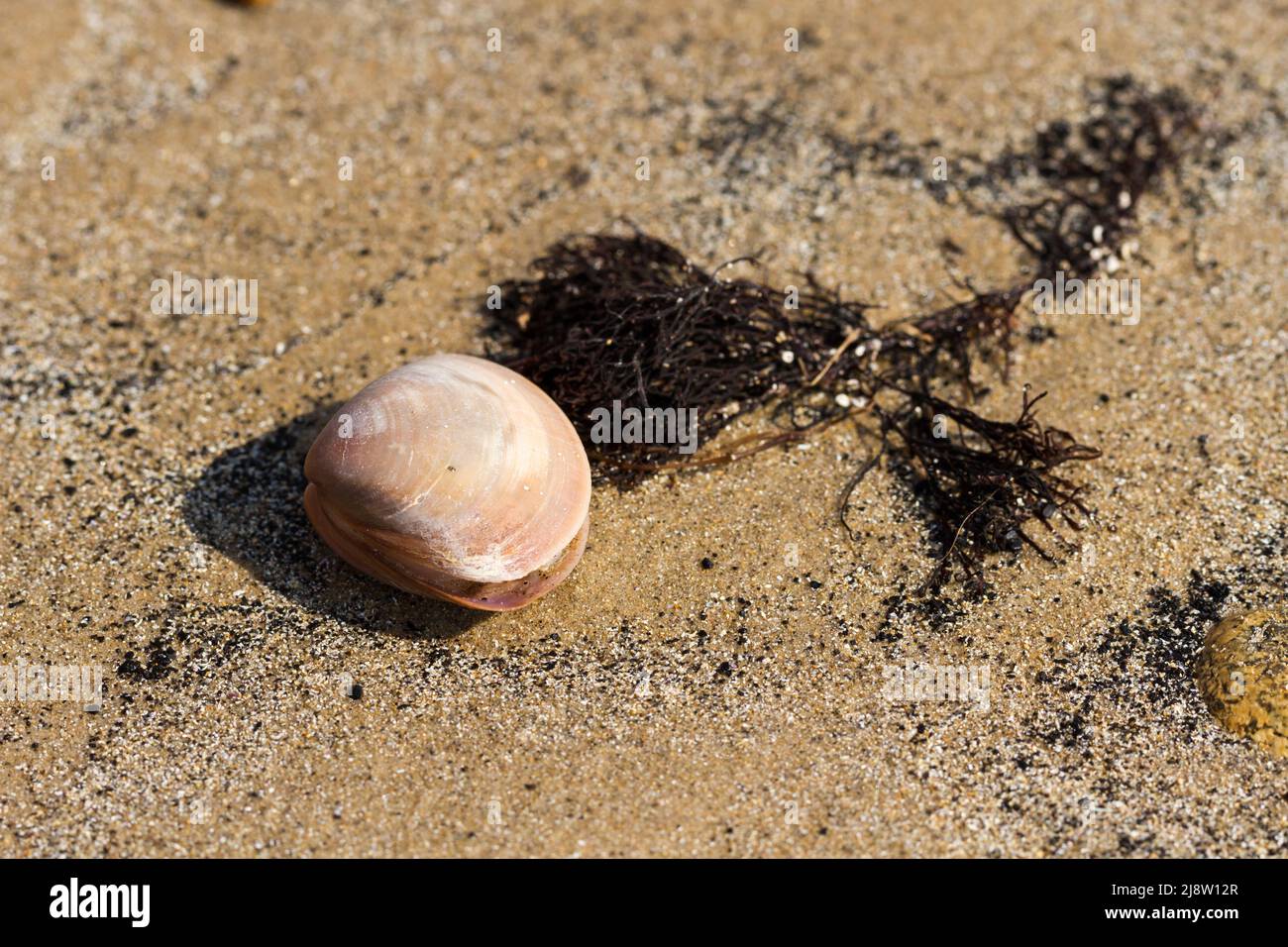Seashell e alghe a rostro sulla sabbia Foto Stock