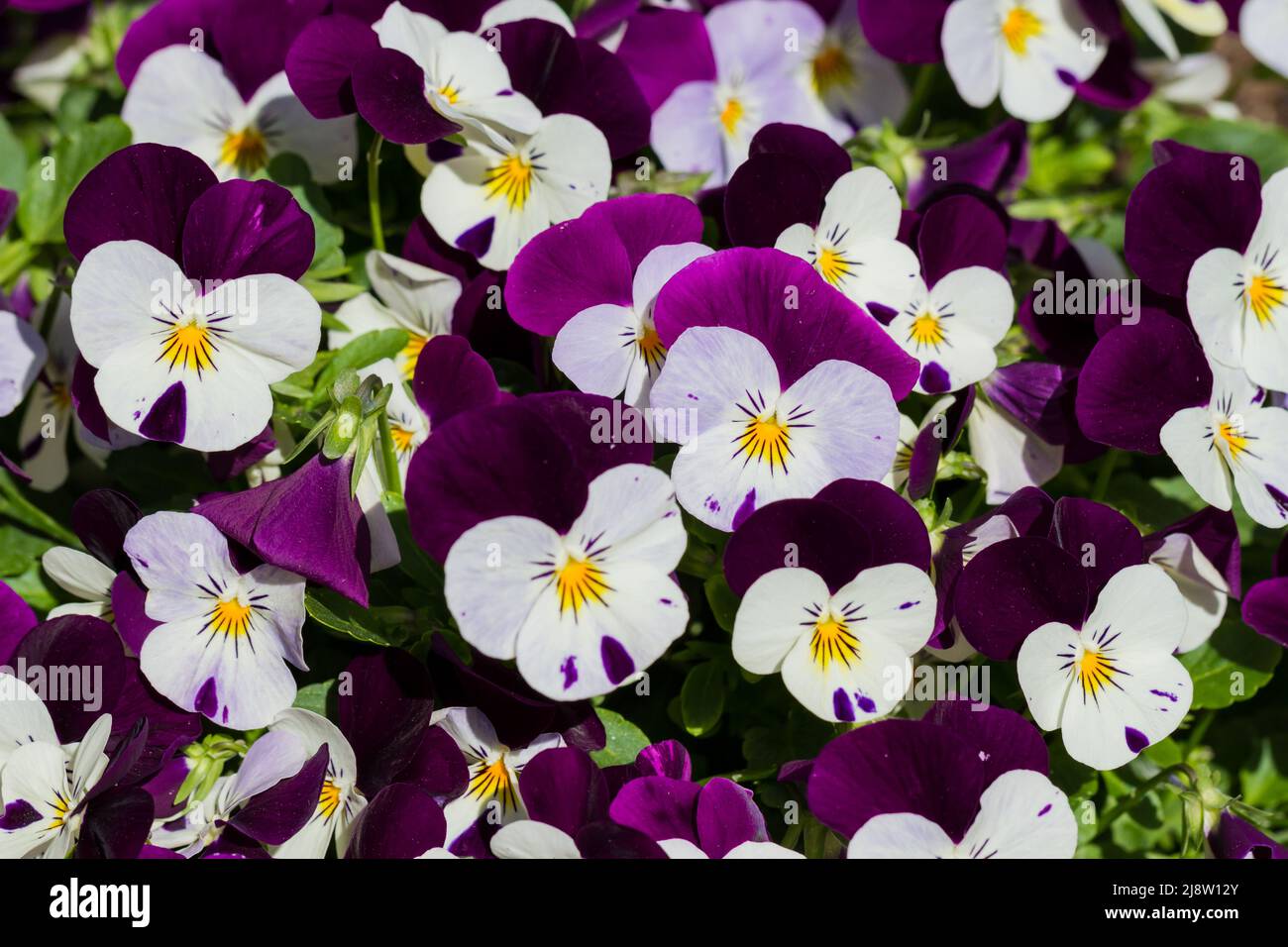 Viola cornuta, violetta, fiori di pancia ornata primo piano in primavera, Regno Unito Foto Stock
