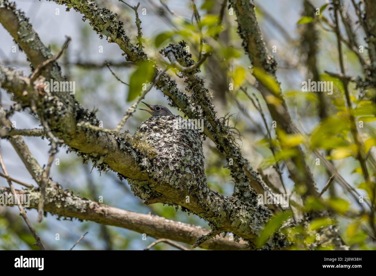 Un uccello del bambino del flycatcher del ashy in un nido fatto di lichen alto in un piccolo albero nei boschi con uccello della madre vicino in una giornata di sole in primavera Foto Stock