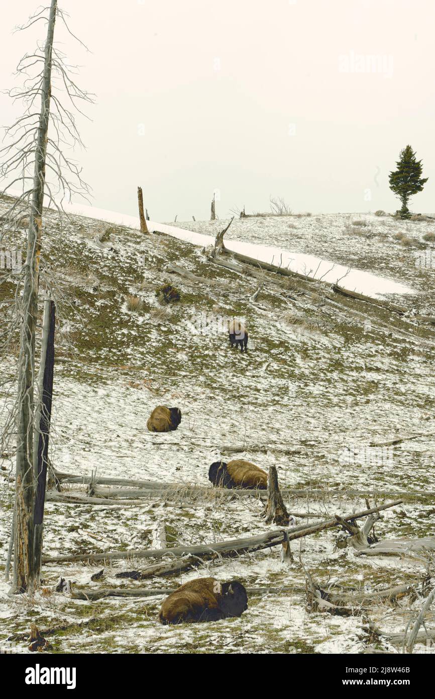 Quattro bisonti americani riposano su una collina innevata nel parco nazionale di Yellowstone nel maggio 2022. Molti sono affondati in mezzo a pini e legno vecchio. Foto Stock Quattro bisonti americani riposano su una collina innevata nel parco nazionale di Yellowstone nel maggio 2022. Molti sono affondati in mezzo a pini e legno vecchio. Foto Stock
