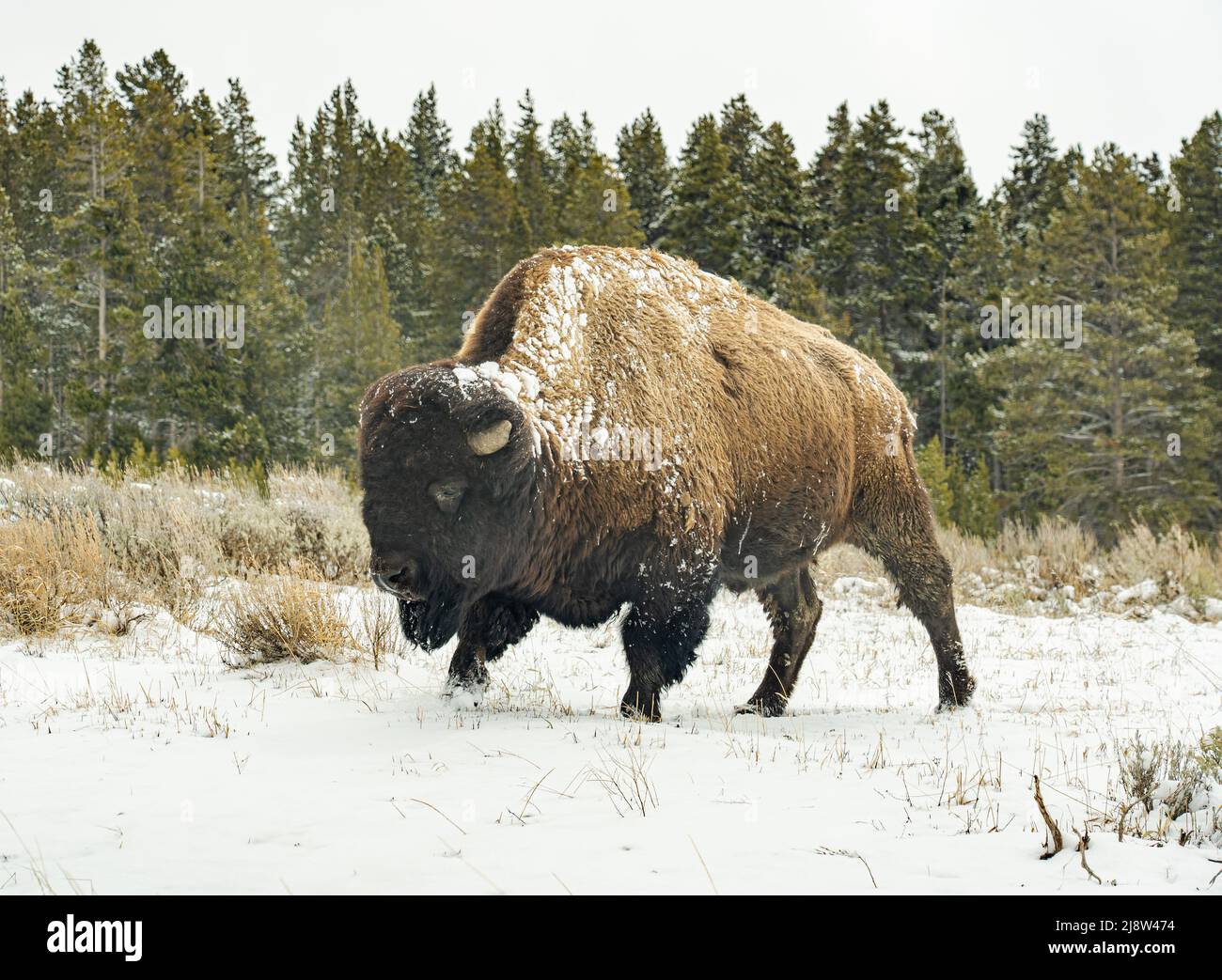 Bisonte comunemente chiamato bufalo americano nel maggio del 2022 nel Parco Nazionale di Yellowstone foraging per il cibo sulla terra nevosa con pineta dietro. Foto Stock
