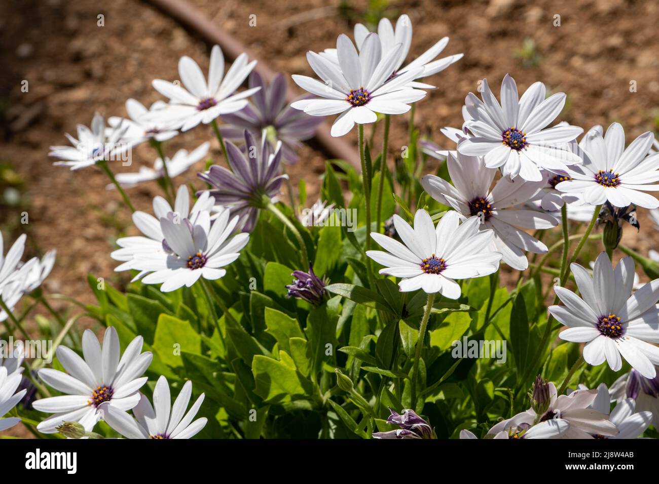 Fiori bianchi in giardino Foto Stock