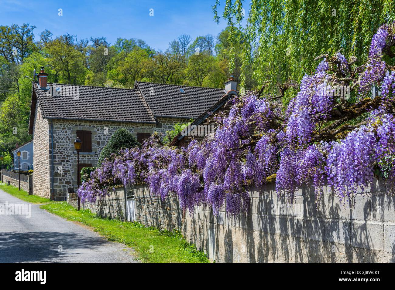 Fioritura Wisteria (Fabaceae) vite in giardino di casa a Moutiers d'Ahun, Creuse (23), Francia. Foto Stock