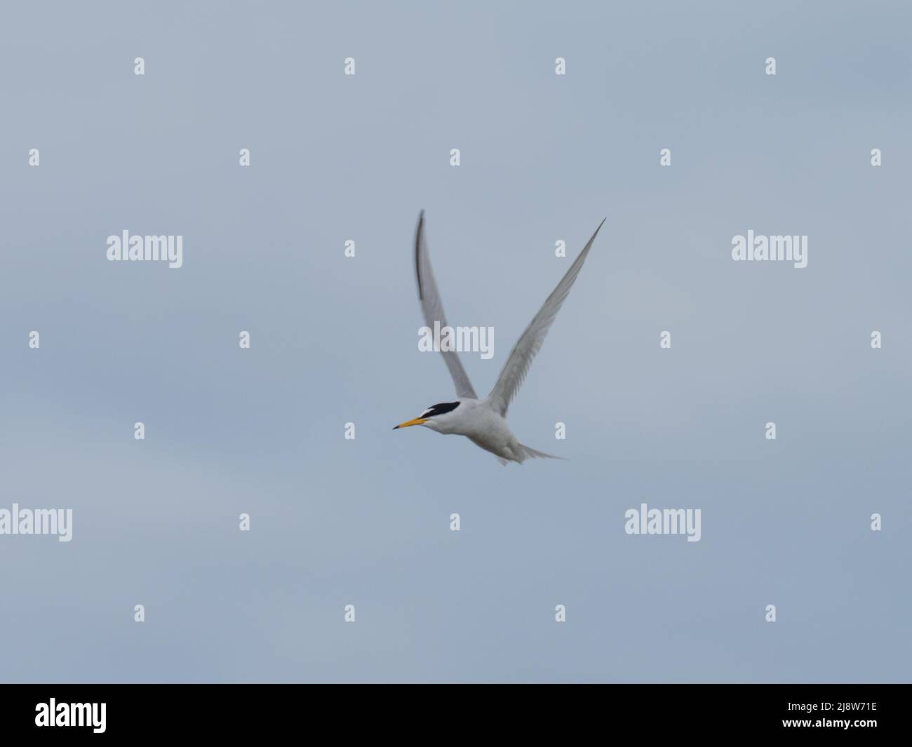 Una piccola terna, Sternula albifrons, volando in cerca di cibo. Foto Stock