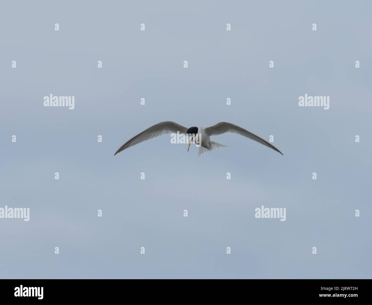 Una piccola terna, Sternula albifrons, volando in cerca di cibo. Foto Stock