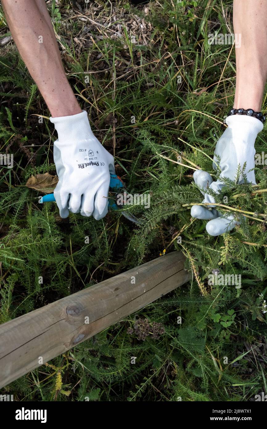 Il movimento cittadino dei giardini condivisi propone agli abitanti di produrre frutta e verdura nell'agricoltura urbana. L'obiettivo non è solo produttivo, ma ha anche un reale interesse sociale e pedagogico, E si sta diffondendo in tutto il mondo, non solo nelle grandi città, come qui a Dinan, una cittadina di 11.000 abitanti in Bretagna, documentata attraverso un giardino di alberi da frutto nel cuore del distretto prioritario di Cité Lecuyer. Dinan, Bretagna, Francia. Foto Stock