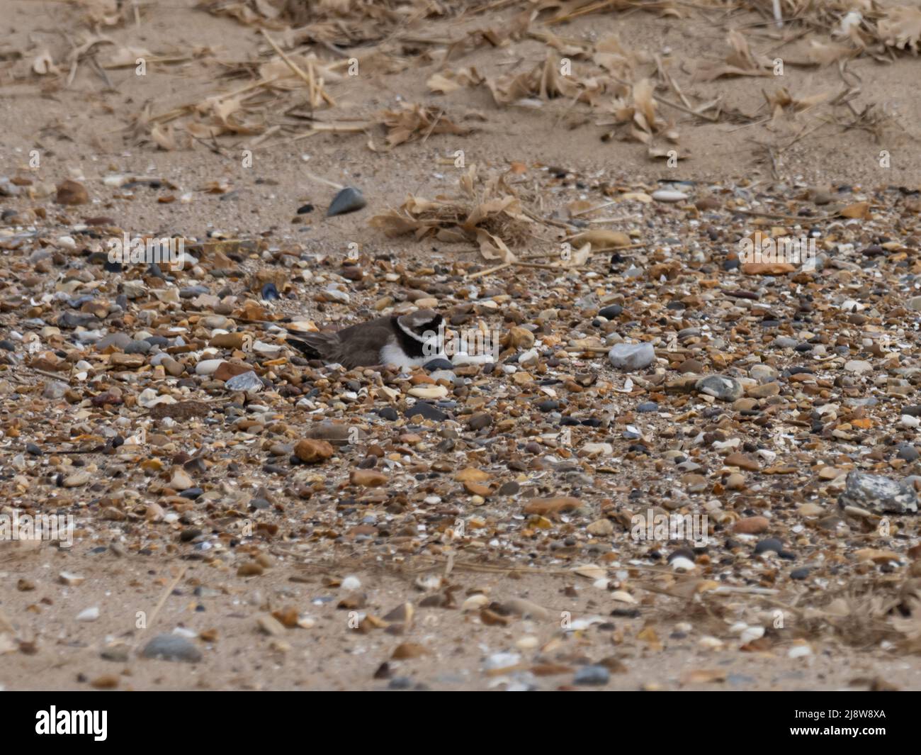 Un comune arenato o appena arenato, Charadrius hiaticula, seduto su un nido che è ben mimetizzato su una spiaggia di ciottoli. Foto Stock