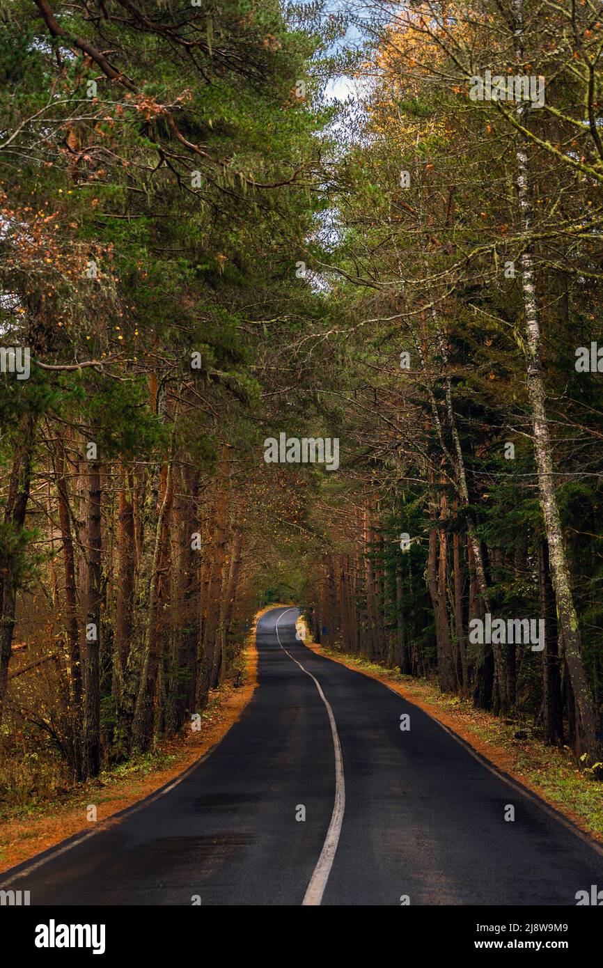 Vuota strada bagnata attraverso la foresta in autunno pioggia giorno Foto Stock