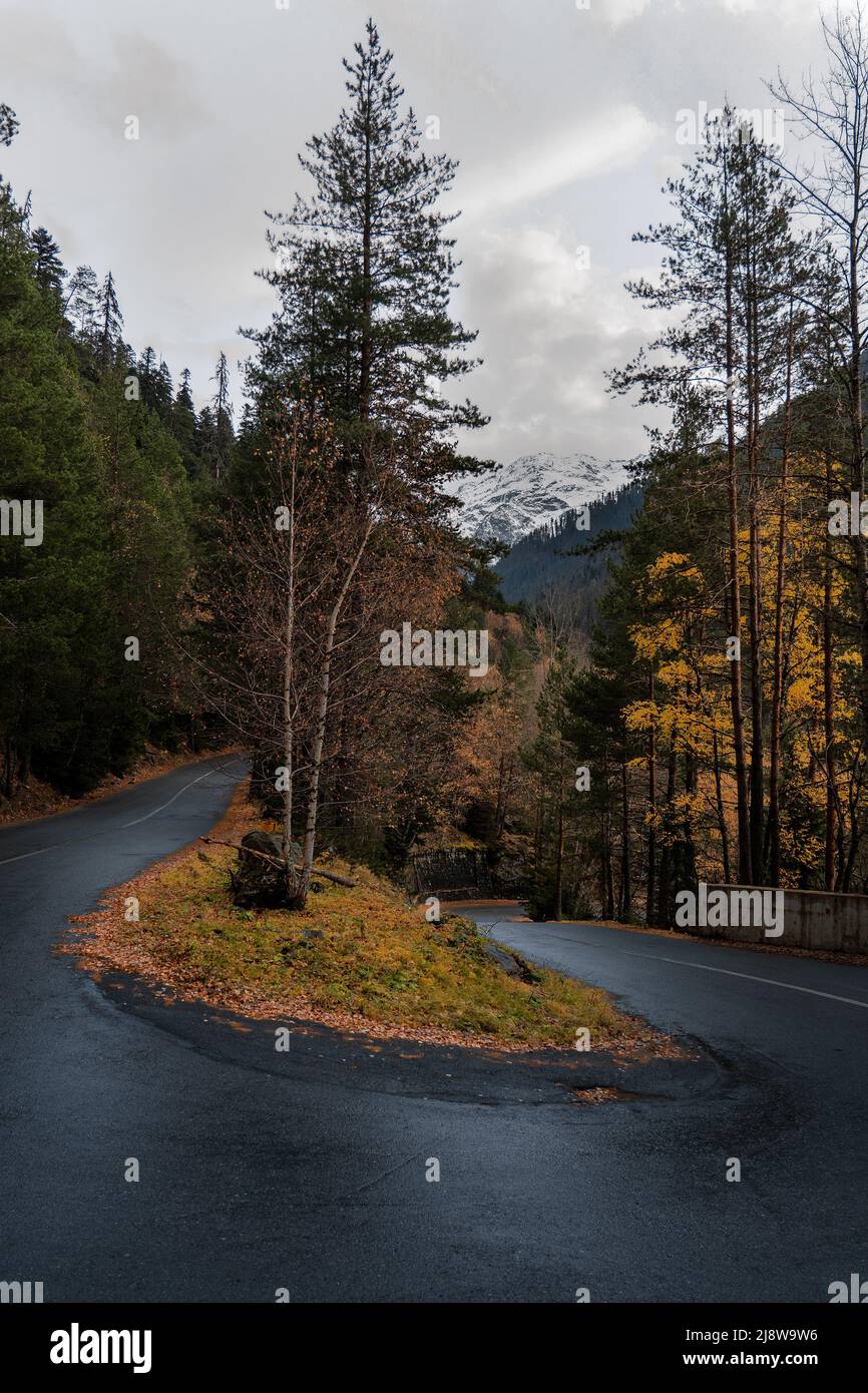 Vuota strada bagnata attraverso la foresta in autunno pioggia giorno Foto Stock