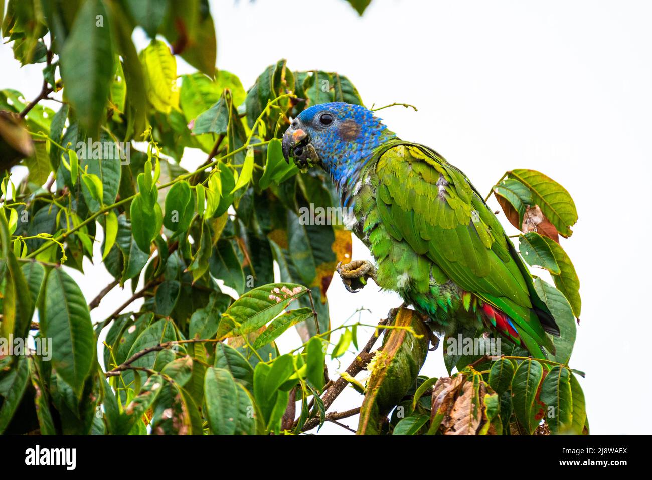 Pappagallo di testa blu che alimenta su un albero dai semi Foto Stock