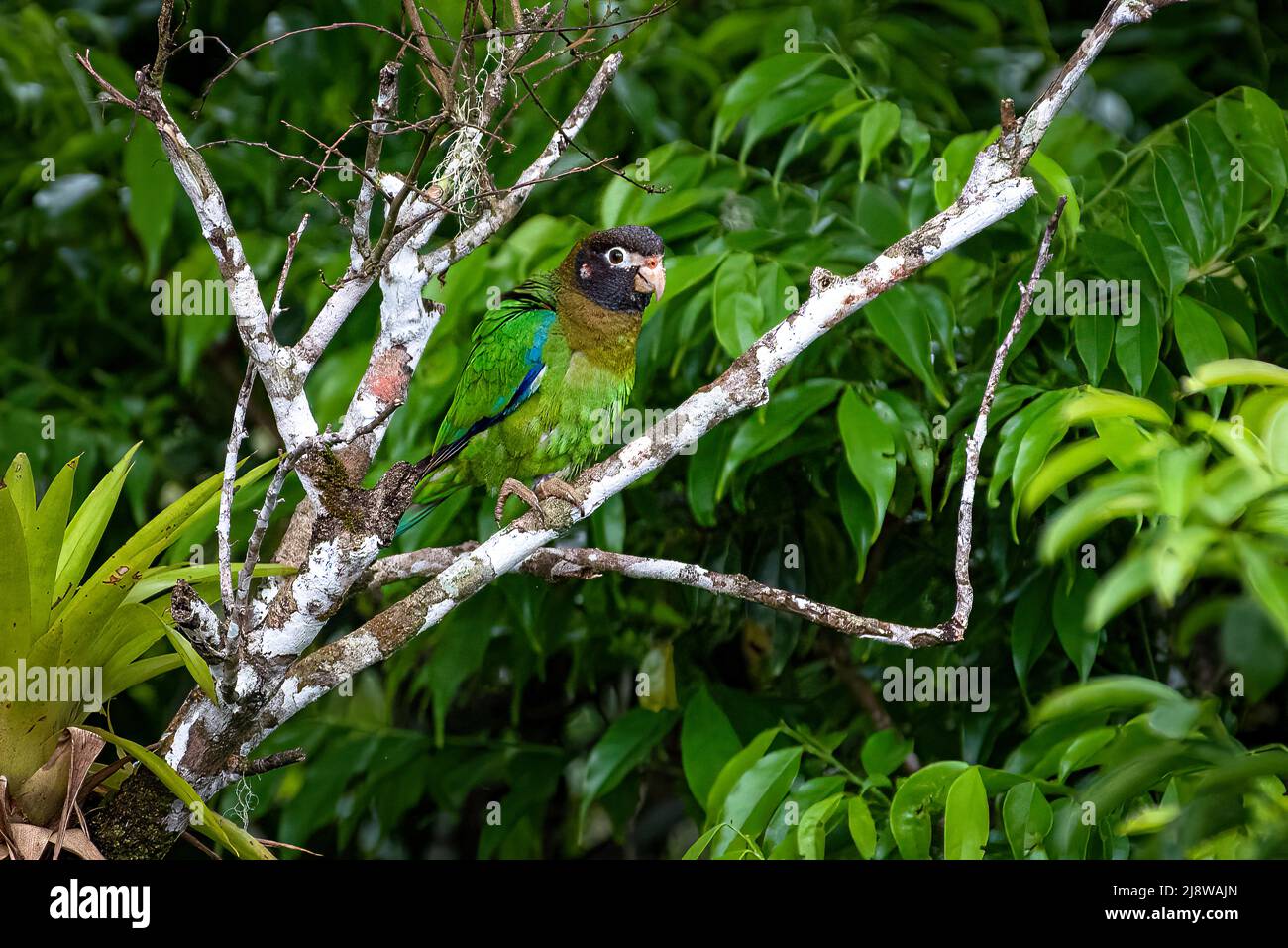 Pappagallo con cappuccio marrone, ematite pirilia arroccato nella foresta nuvolosa di Panama Foto Stock