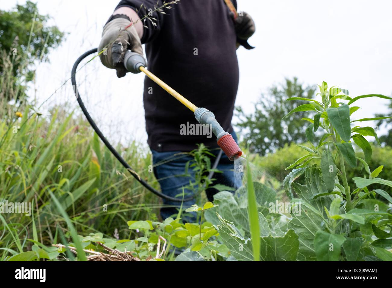 Francia, Bretagna, Dinan il 2021-06-23. Il movimento cittadino dei giardini condivisi propone agli abitanti di produrre frutta e verdura nell'agricoltura urbana. L'obiettivo non è solo produttivo, perché dietro questo movimento c'è un reale interesse sociale ed educativo. Ora si sta diffondendo in tutto il mondo e non solo in grandi città come qui, a Dinan, una piccola città di 11000 abitanti in Bretagna, documentata attraverso il grande Jardin convivial du Val de Rance del 2600 m2. Fotografia di Martin Bertrand. Francia, Bretagna, Dinan le 2021-06-23. Le mouvement citoyen des ja Foto Stock