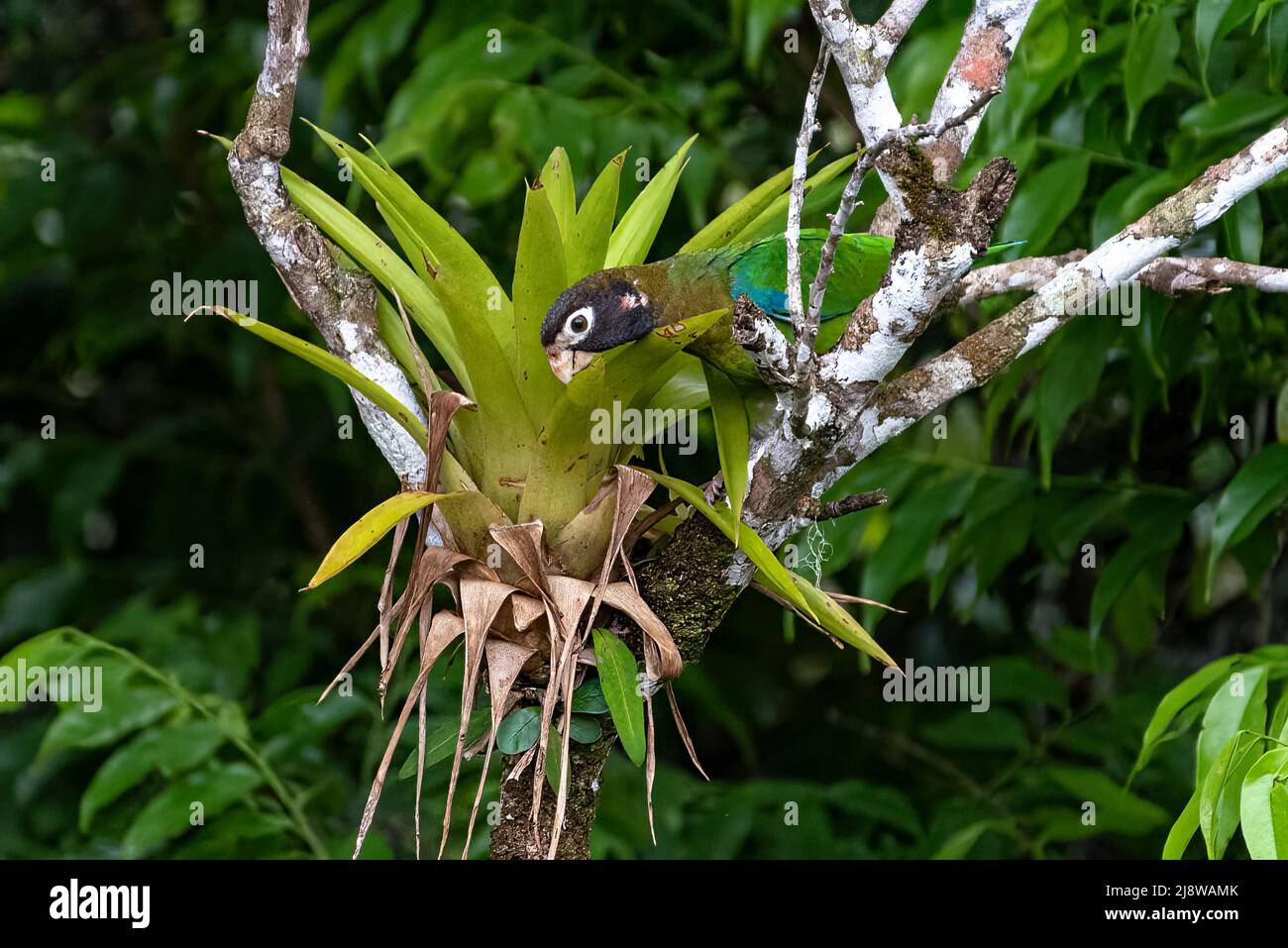 Pappagallo con cappuccio marrone, ematite di Pirilia arroccato nella foresta nuvolosa di Panama nutrendo da una bromo Foto Stock