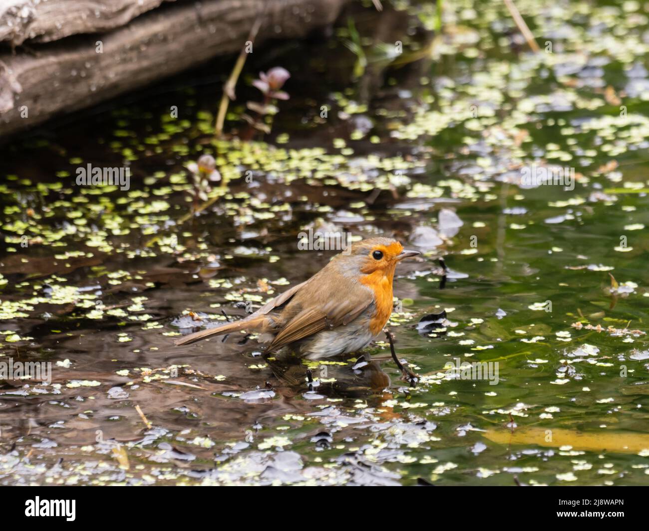 Un rapinatore europeo, Erithacus rubecula, noto semplicemente come rapina o rapina redbreast, bagnando in un laghetto. Foto Stock