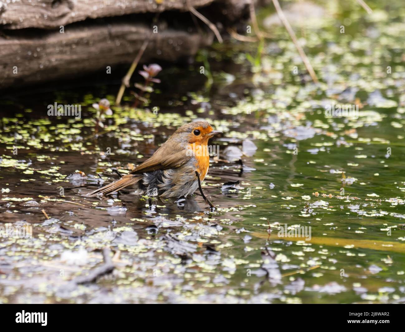 Un rapinatore europeo, Erithacus rubecula, noto semplicemente come rapina o rapina redbreast, bagnando in un laghetto. Foto Stock