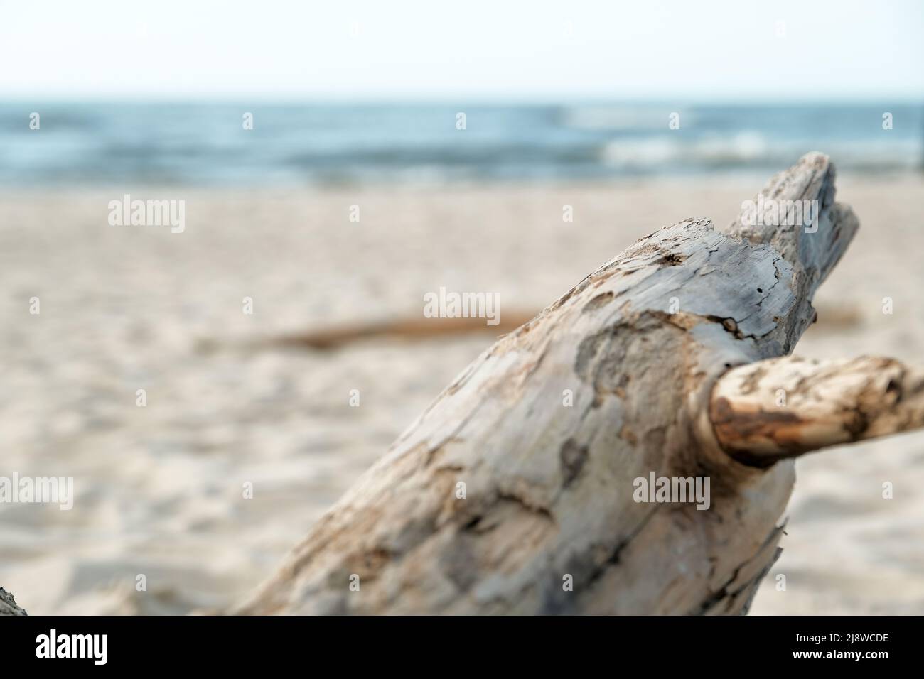 Vecchio albero morto sulla spiaggia di sabbia nera, spiaggia di Nang Thong a Khao Lak, Thailandia, natura e concetto di sfondo ambientale. Vecchio albero vicino al mare Foto Stock