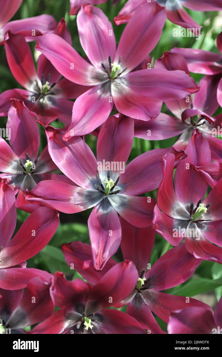 Tulipani a fiori di giglio rosso scuro (Tulipa) Merlot fiorisce in un giardino nel mese di aprile Foto Stock