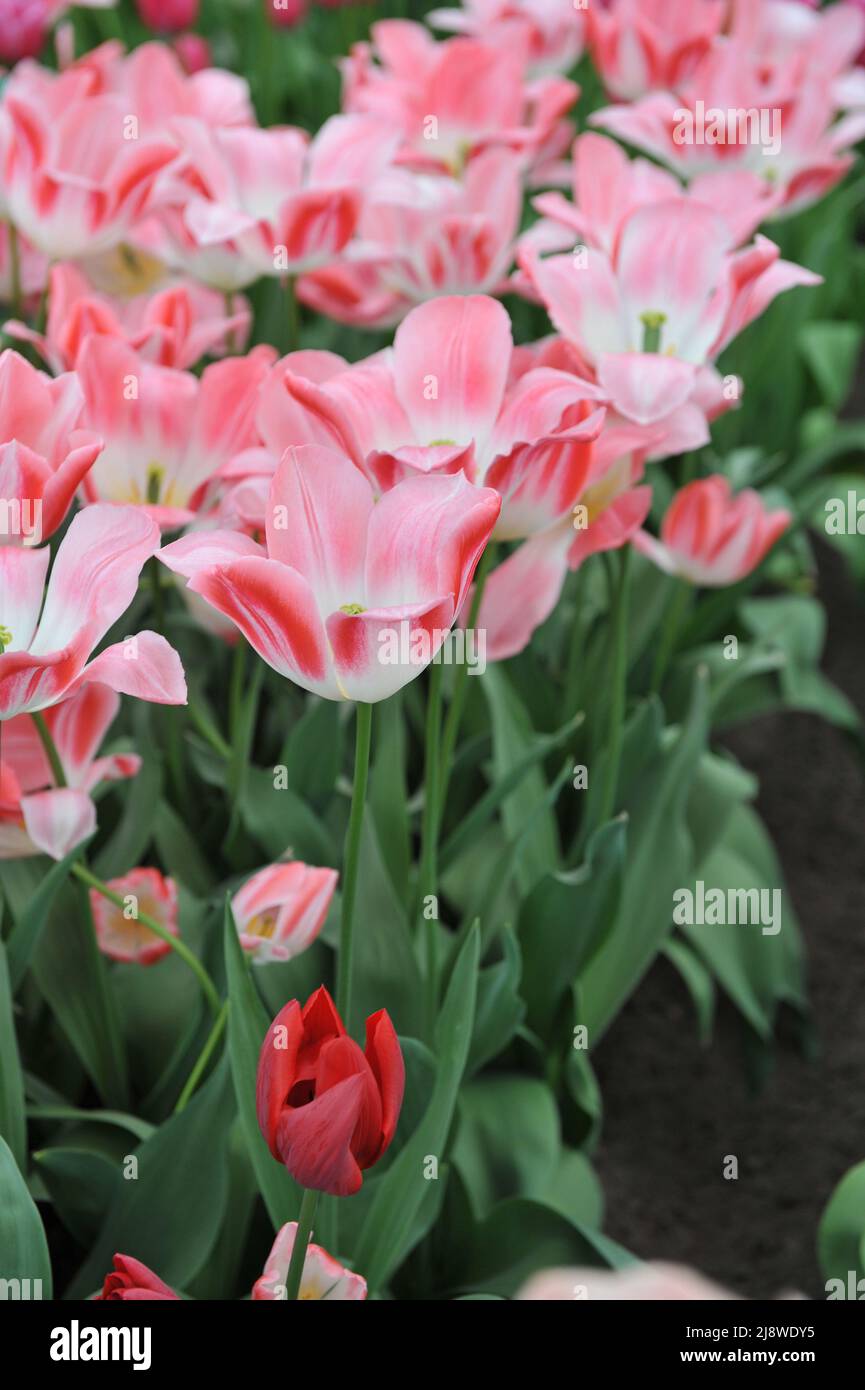 Tulipani Triumph rosa e bianco (Tulipa) Mickey Chic fiorisce in un giardino nel mese di aprile Foto Stock