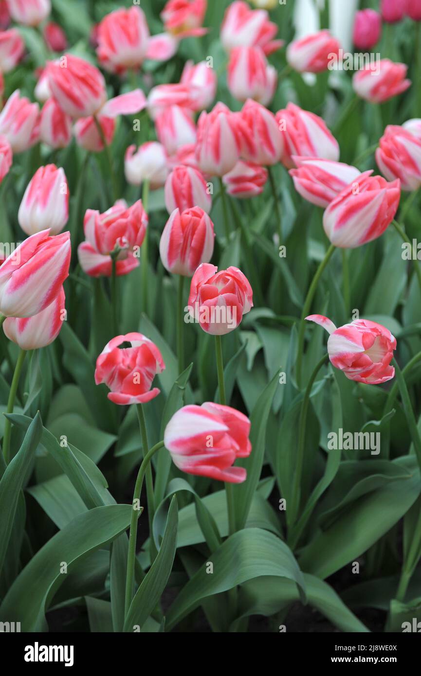 Tulipani Triumph rosa e bianco (Tulipa) Mickey Chic fiorisce in un giardino nel mese di aprile Foto Stock