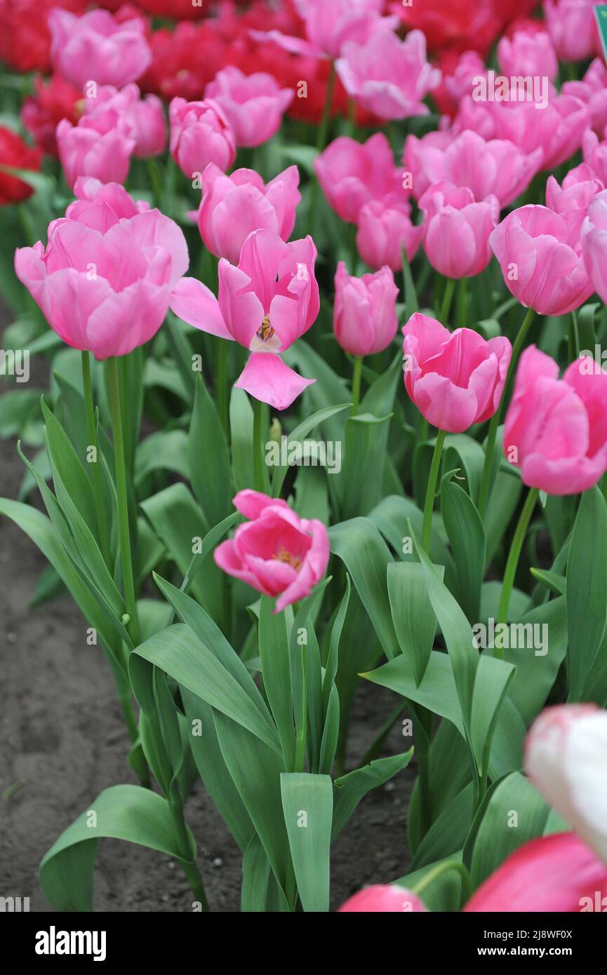 Tulipani Triumph rosa (Tulipa) Miss America fioriscono in un giardino nel mese di aprile Foto Stock