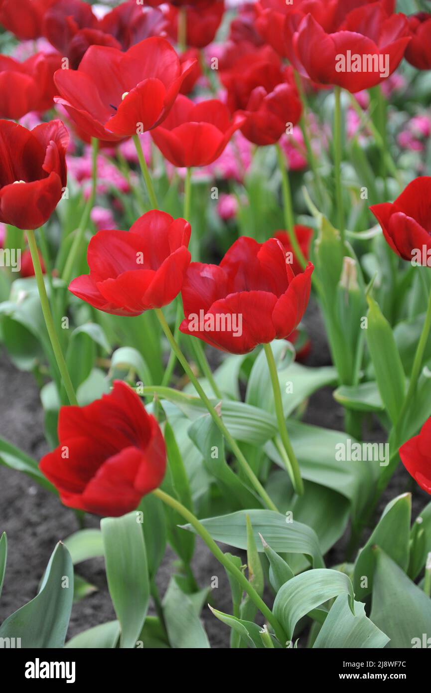 Tulipani tardivi rossi (Tulipa) Missouri Stella fiorire in un giardino nel mese di aprile Foto Stock