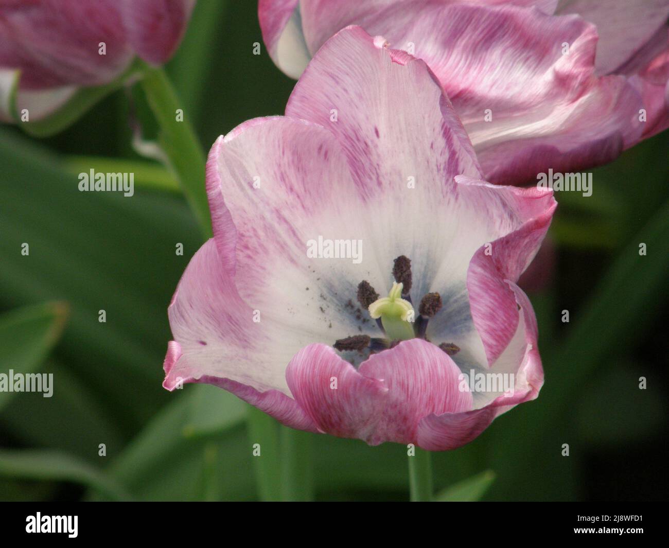 Rosa e bianco singolo tulipani tardivi (Tulipa) in stile moderno fioriscono in un giardino nel mese di aprile Foto Stock