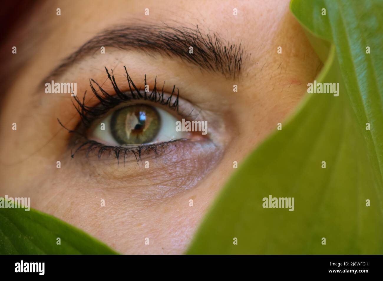 Occhi verdi Foto Stock
