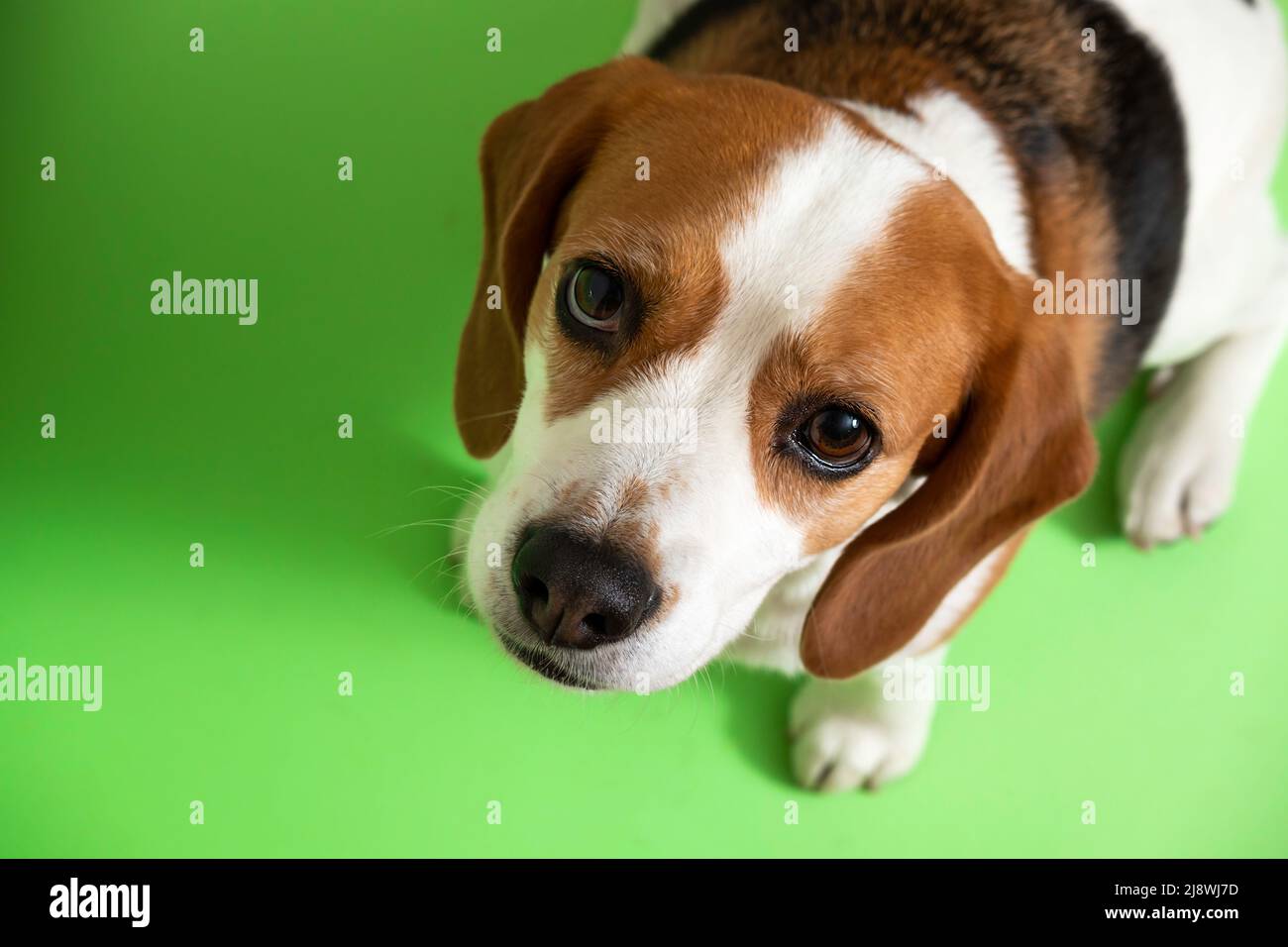 ritratto di un cane beagle su sfondo verde Foto Stock