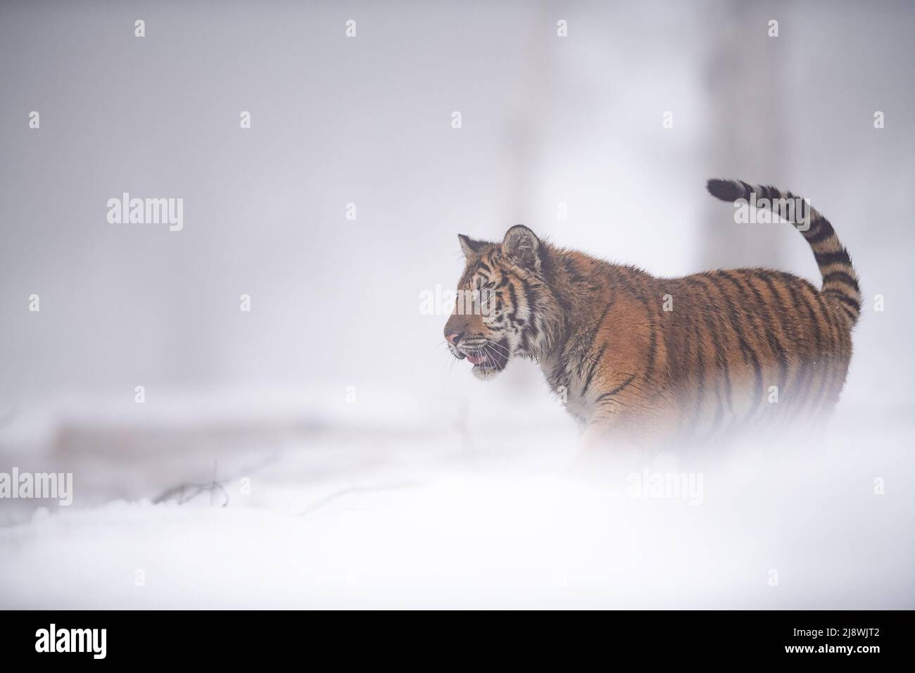 Tigre siberiana che cammina con il tempo nebbia in inverno sulla neve. Foto Stock
