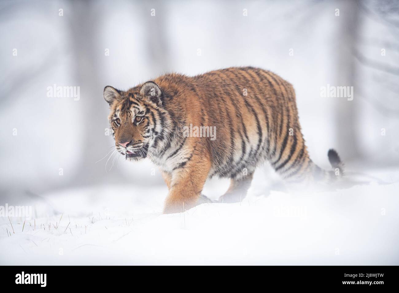 Animale pericoloso in inverno sulla neve. Tigre siberiana che guarda di fronte al suo cammino. Foto Stock