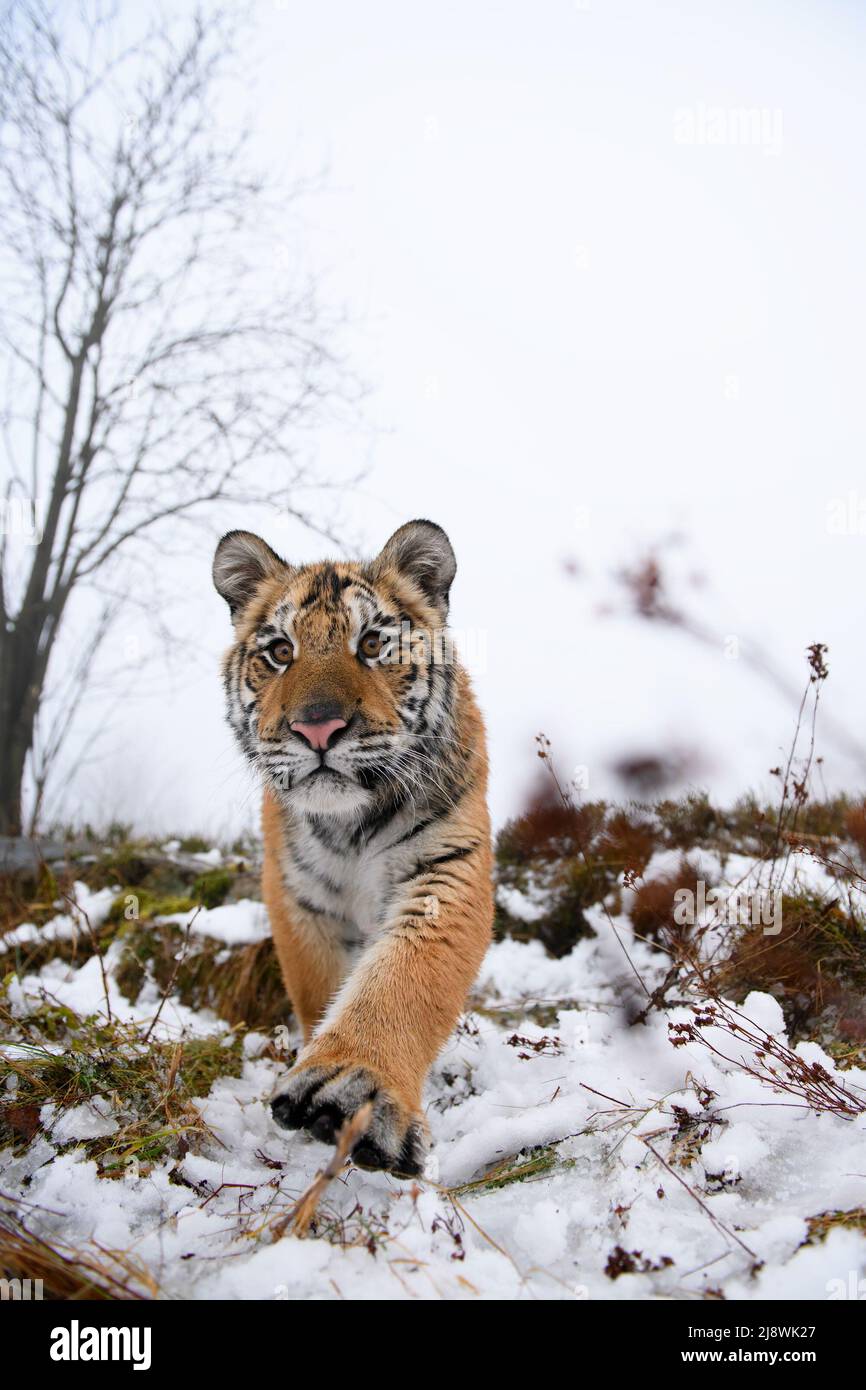 Tigre siberiana che si inaspre direttamente nella fotocamera. Pericolosa bestia da vicino in inverno. Foto Stock