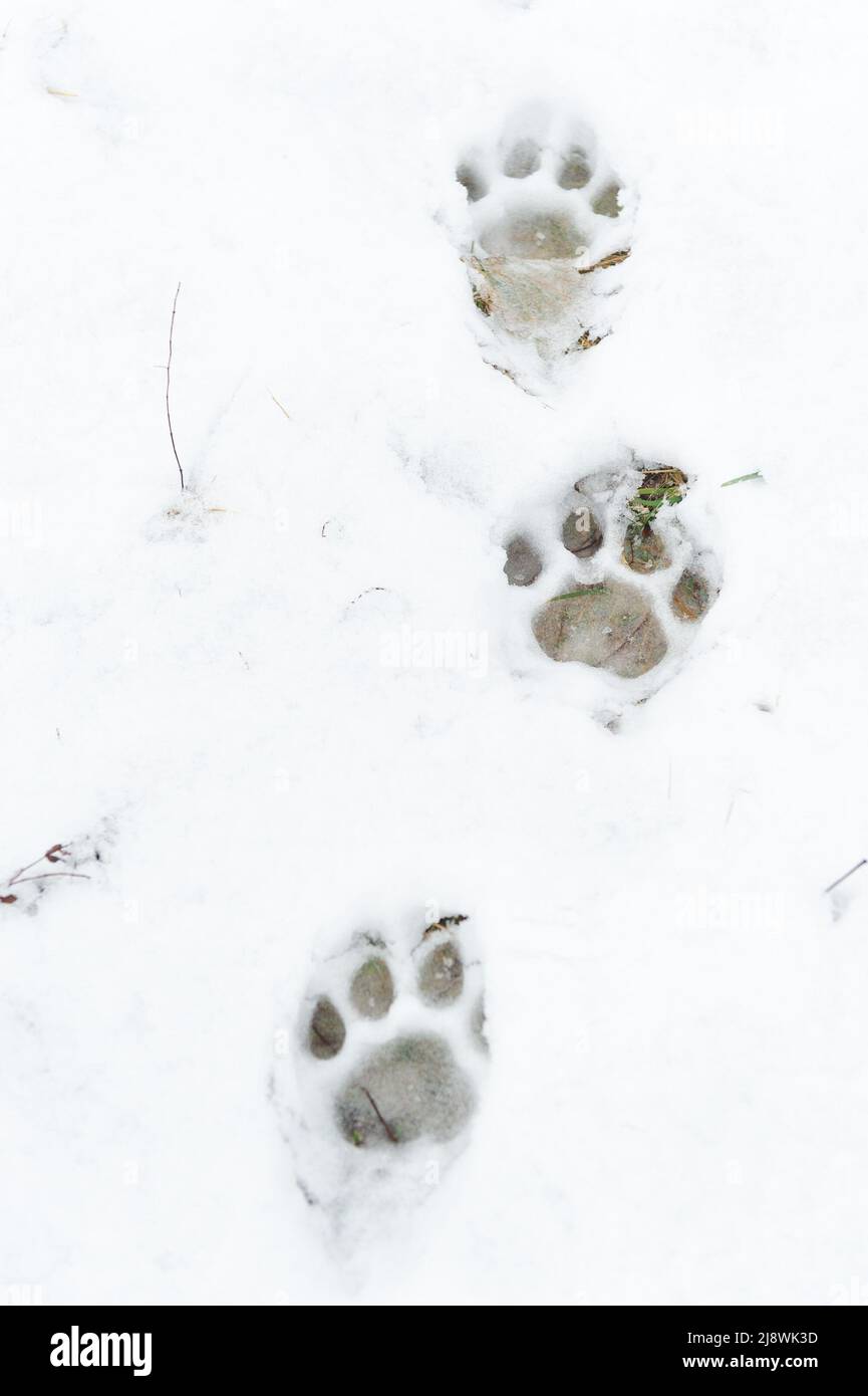 Tracce della tigre siberiana nella neve Foto Stock