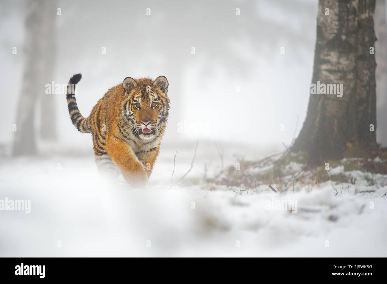 Tigre siberiana che cammina direttamente verso la macchina fotografica. Scatto frontale in inverno con molta neve. Foto Stock