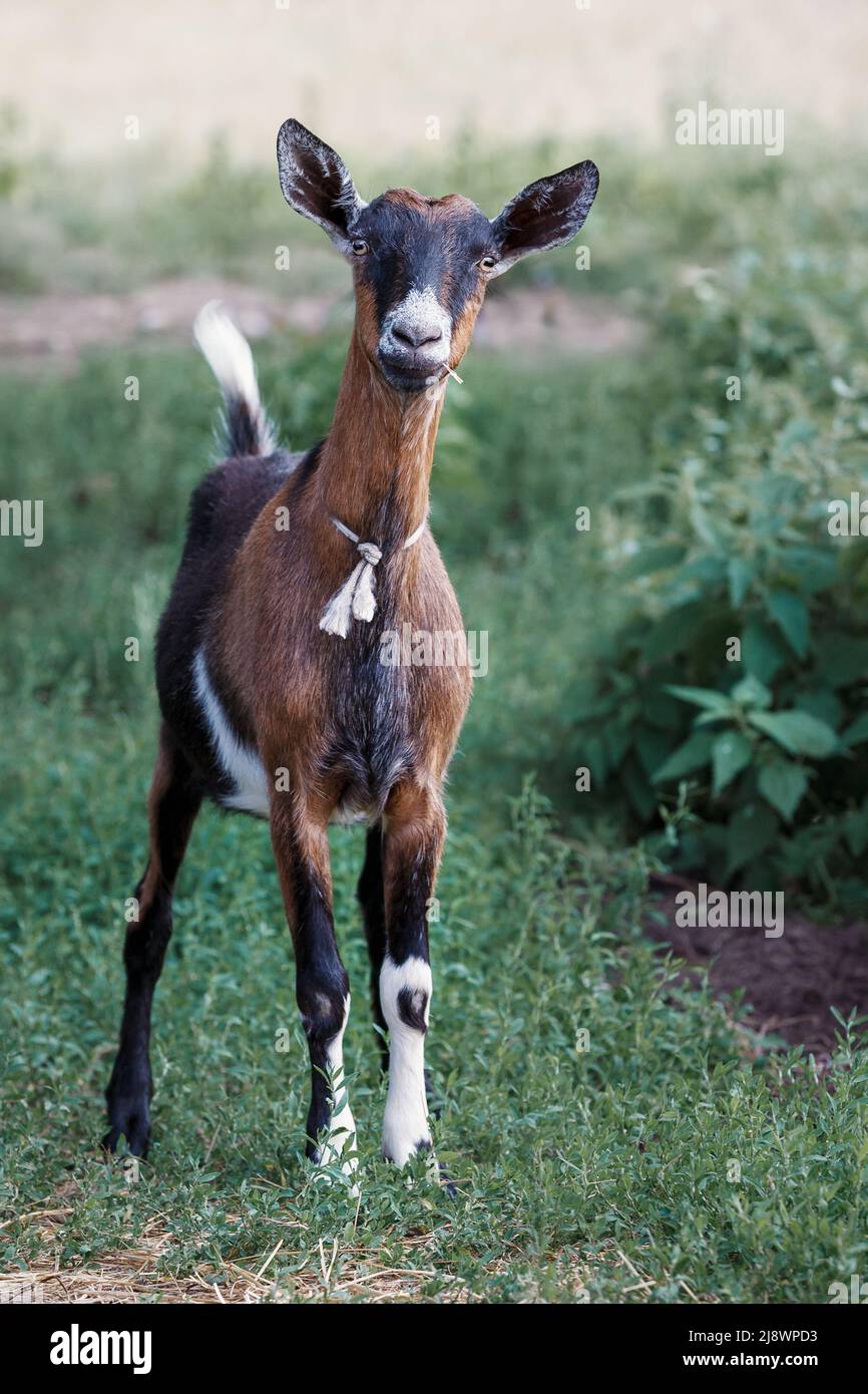 Una capra giovane, piccola, marrone con le orecchie diritte ascolta attentamente ed è molto attenta Foto Stock
