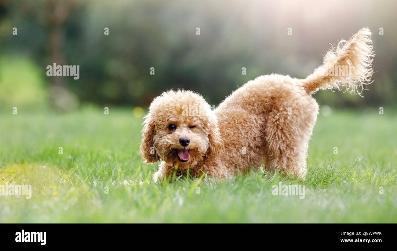 Il cucciolo in una posa giocosa, sporgendo la lingua e chiudendo un occhio come sorridendo dritto nella fotocamera. Abito fotografico panoramico allegro e soleggiato Foto Stock
