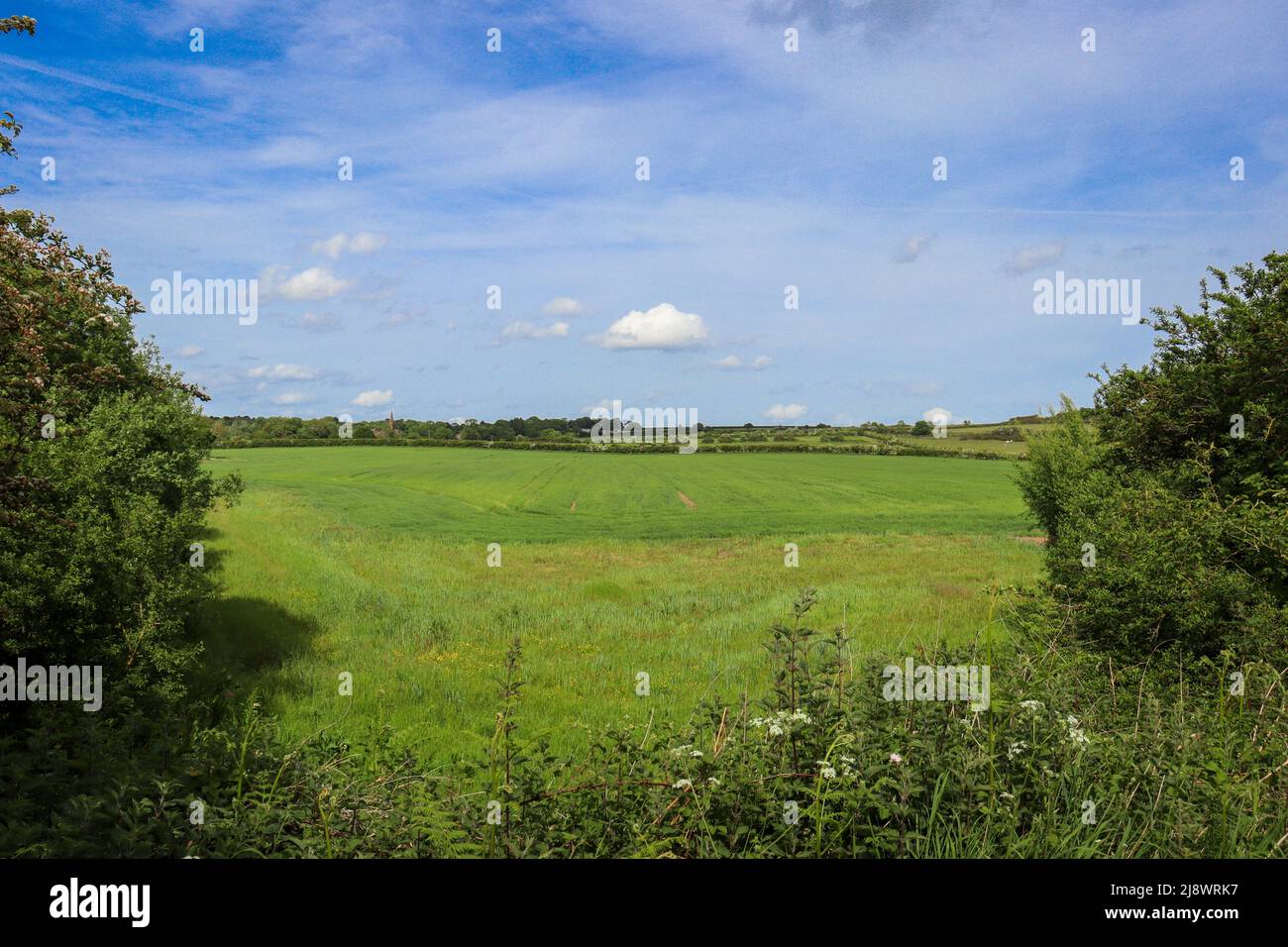 Campagna aperta, nei pressi di Thurstaston, Wirral - campi verdi con cielo blu Foto Stock